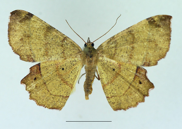 /filer/webapps/moths/media/images/N/natalensis_Erastria_AF_TMSA_01.jpg
