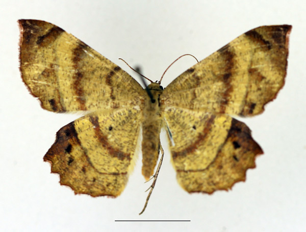 /filer/webapps/moths/media/images/N/natalensis_Erastria_AF_TMSA_02.jpg