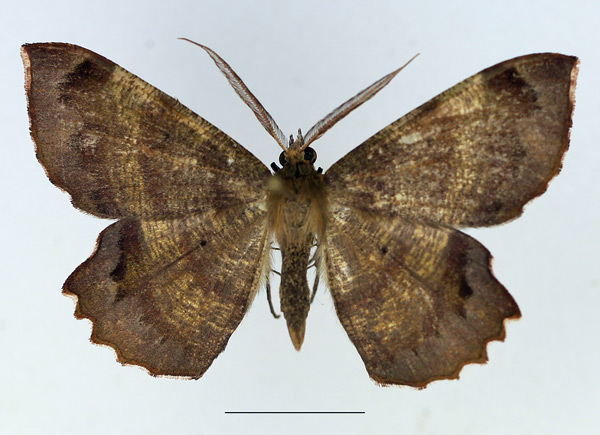 /filer/webapps/moths/media/images/N/natalensis_Erastria_AM_TMSA_02.jpg