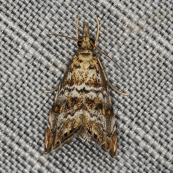/filer/webapps/moths/media/images/N/natalensis_Glaucocharis_A_Heyns_02.jpg