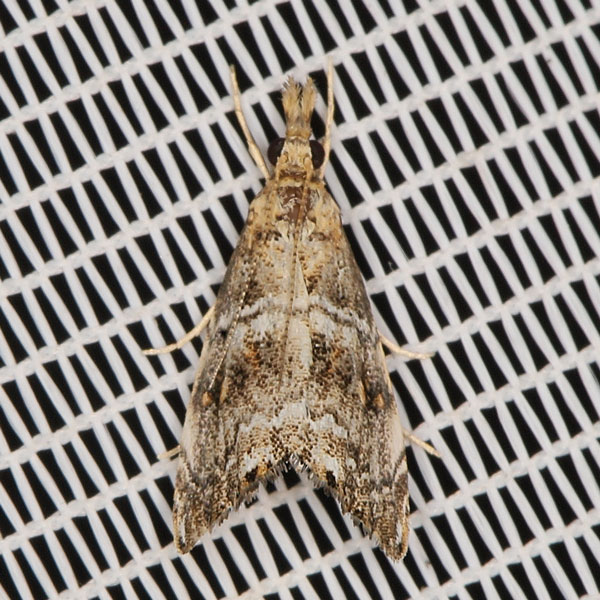 /filer/webapps/moths/media/images/N/natalensis_Glaucocharis_A_Heyns_03.jpg