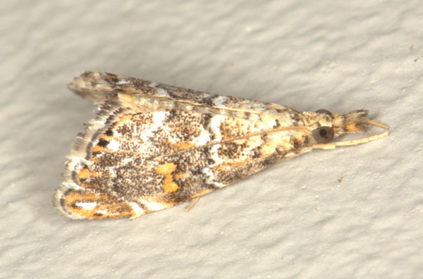 /filer/webapps/moths/media/images/N/natalensis_Glaucocharis_A_Heyns_04.jpg