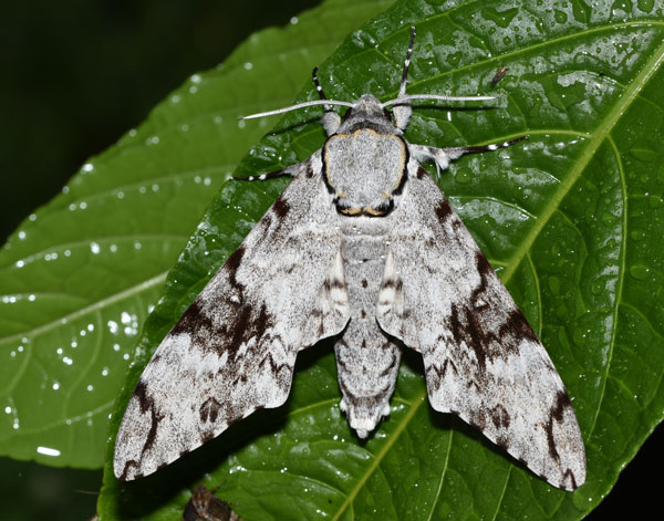 /filer/webapps/moths/media/images/N/natalensis_Macropoliana_AM_Schmit.jpg