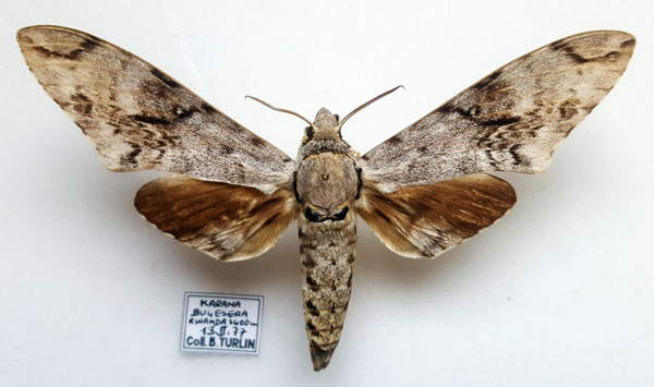 /filer/webapps/moths/media/images/N/natalensis_Macropoliana_AM_Turlin.jpg