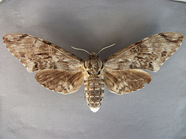 /filer/webapps/moths/media/images/N/natalensis_Macropoliana_A_Baron_01.jpg