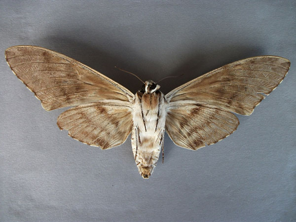 /filer/webapps/moths/media/images/N/natalensis_Macropoliana_A_Baron_02.jpg
