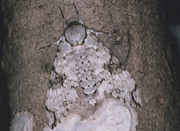 /filer/webapps/moths/media/images/N/natalensis_Macropoliana_A_Roland_01.jpg