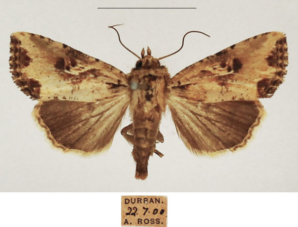 /filer/webapps/moths/media/images/N/natalensis_Mythimna_AF_TMSA_01.jpg