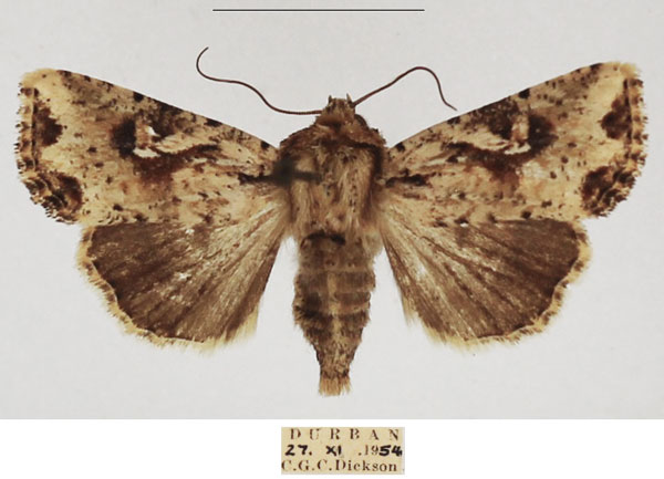 /filer/webapps/moths/media/images/N/natalensis_Mythimna_AF_TMSA_02.jpg