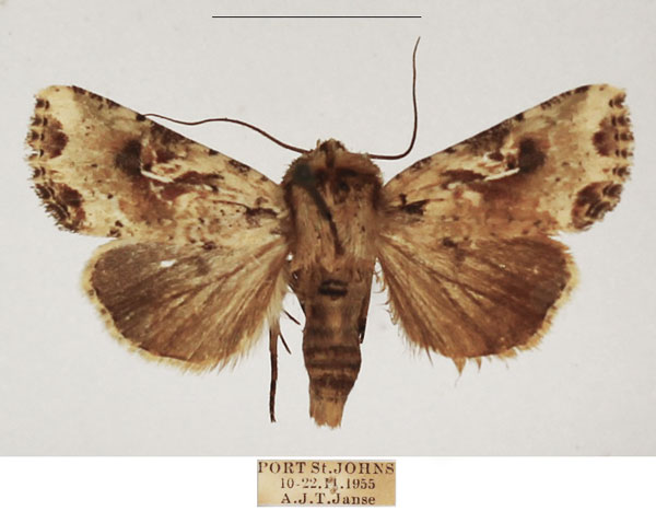 /filer/webapps/moths/media/images/N/natalensis_Mythimna_AM_TMSA_01.jpg
