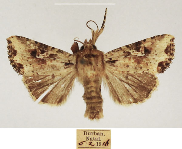 /filer/webapps/moths/media/images/N/natalensis_Mythimna_AM_TMSA_02.jpg