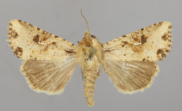 /filer/webapps/moths/media/images/N/natalensis_Mythimna_A_RMCA_01.jpg
