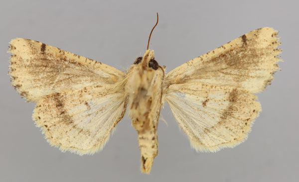 /filer/webapps/moths/media/images/N/natalensis_Mythimna_A_RMCA_02.jpg