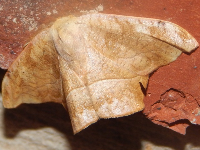 /filer/webapps/moths/media/images/N/natalensis_Negera_A_Grobler.jpg