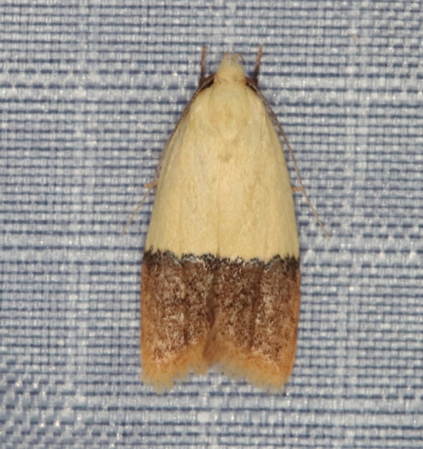 /filer/webapps/moths/media/images/N/natalensis_Odites_A_Heyns_01.JPG