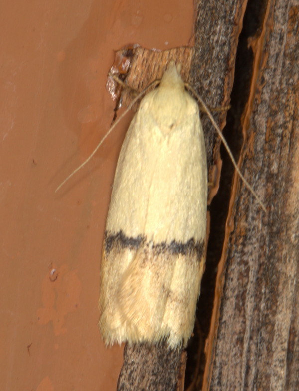 /filer/webapps/moths/media/images/N/natalensis_Odites_A_Heyns_02.jpg