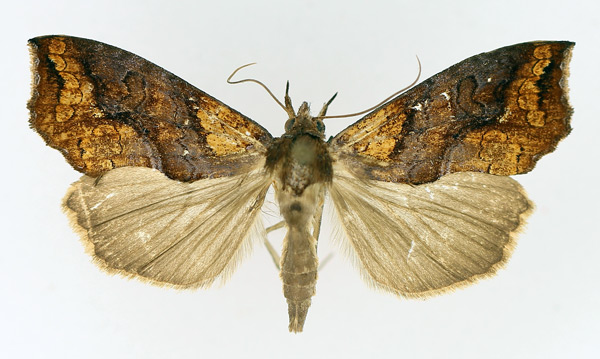 /filer/webapps/moths/media/images/N/natalensis_Plusiodonta_AF_TMSA_01.jpg