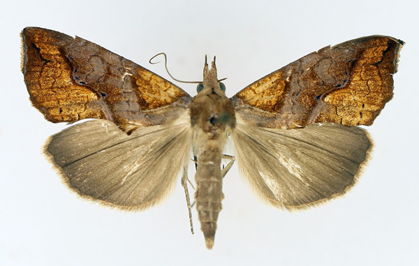 /filer/webapps/moths/media/images/N/natalensis_Plusiodonta_AF_TMSA_02.jpg