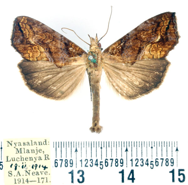/filer/webapps/moths/media/images/N/natalensis_Plusiodonta_AM_BMNH.jpg