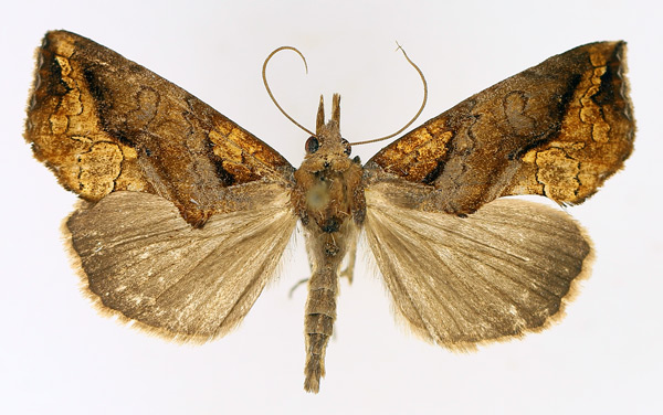 /filer/webapps/moths/media/images/N/natalensis_Plusiodonta_AM_TMSA_01.jpg