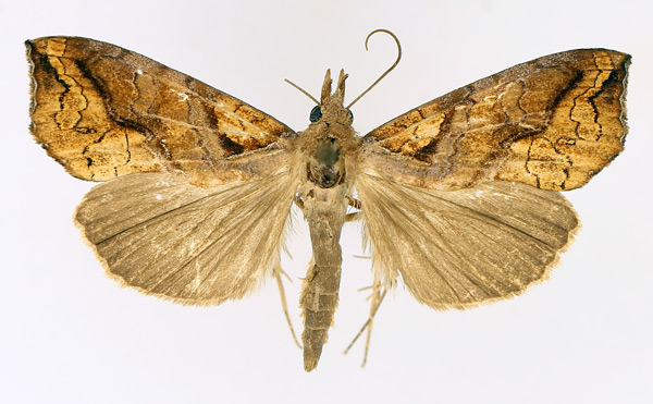 /filer/webapps/moths/media/images/N/natalensis_Plusiodonta_AM_TMSA_02.jpg