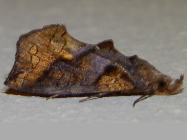 /filer/webapps/moths/media/images/N/natalensis_Plusiodonta_A_Grobler.jpg