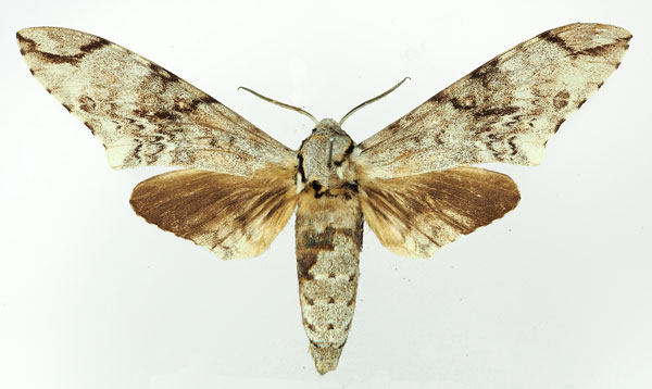 /filer/webapps/moths/media/images/N/natalensis_Poliana_AM_Basquin_04.jpg