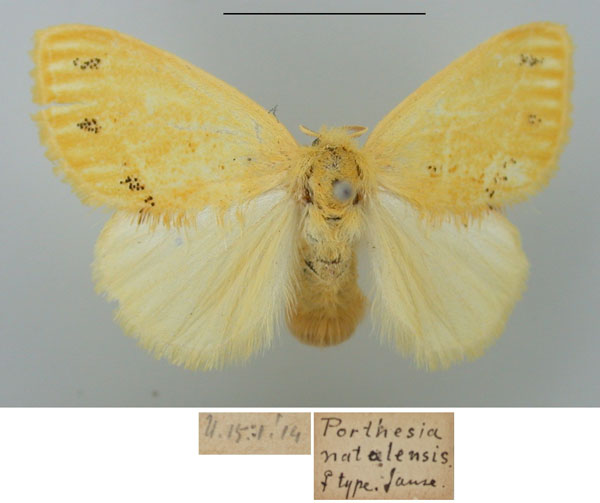 /filer/webapps/moths/media/images/N/natalensis_Porthesia_PTF_TMSA_01.jpg