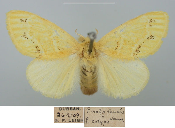 /filer/webapps/moths/media/images/N/natalensis_Porthesia_PTF_TMSA_02.jpg