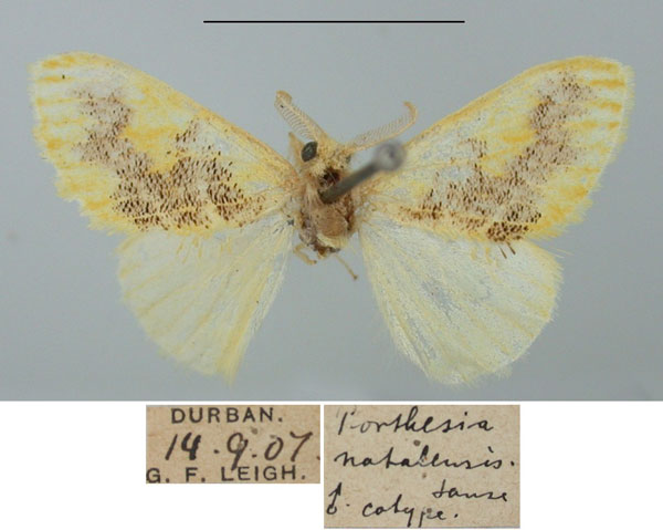 /filer/webapps/moths/media/images/N/natalensis_Porthesia_PTM_TMSA.jpg