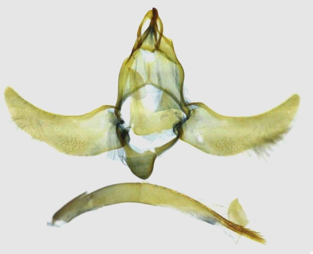 /filer/webapps/moths/media/images/N/natalensis_Protolychnis_GMHT_TMSA_7216.jpg