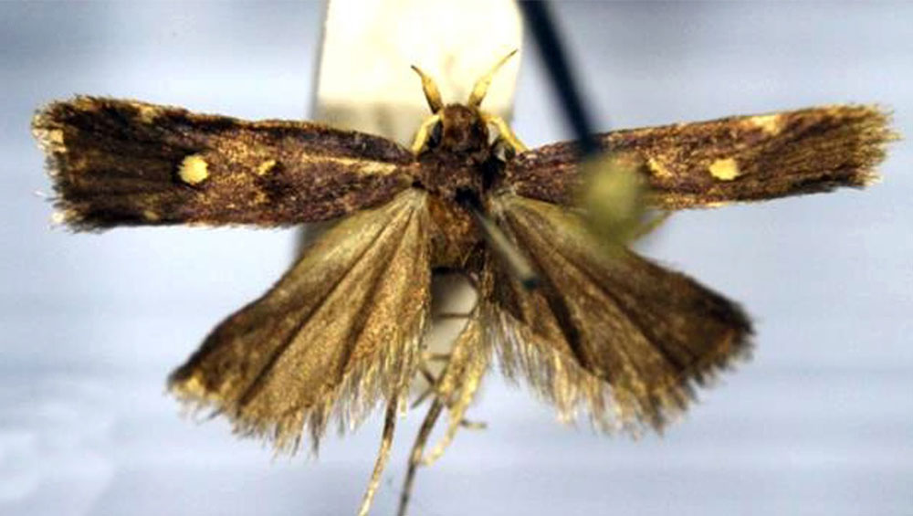 /filer/webapps/moths/media/images/N/natalensis_Protolychnis_HT_TMSA.jpg