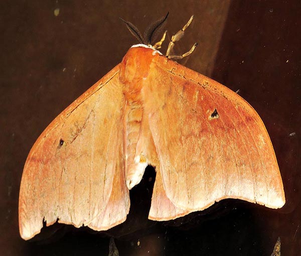 /filer/webapps/moths/media/images/N/natalensis_Pseudobunaea_A_Braun_1.jpg