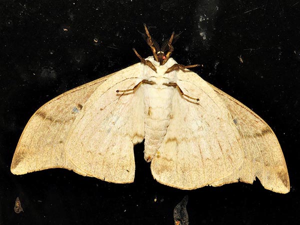 /filer/webapps/moths/media/images/N/natalensis_Pseudobunaea_A_Braun_2.jpg