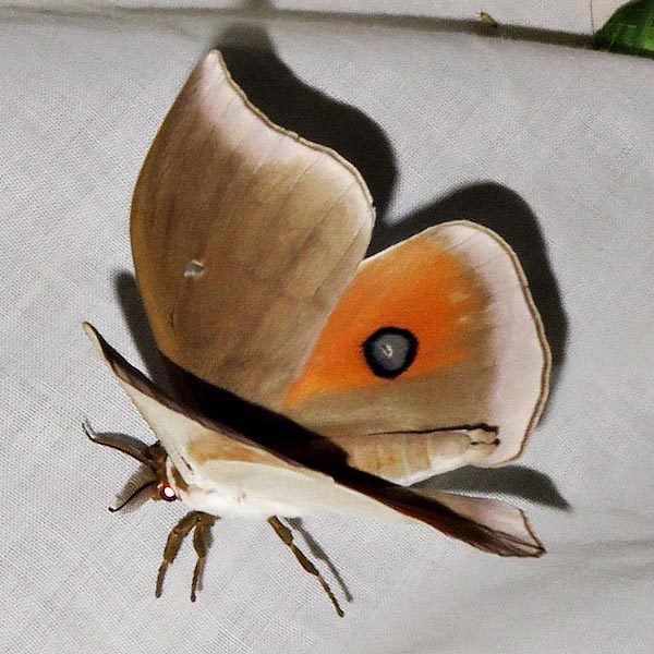 /filer/webapps/moths/media/images/N/natalensis_Pseudobunaea_A_Braun_3.jpg