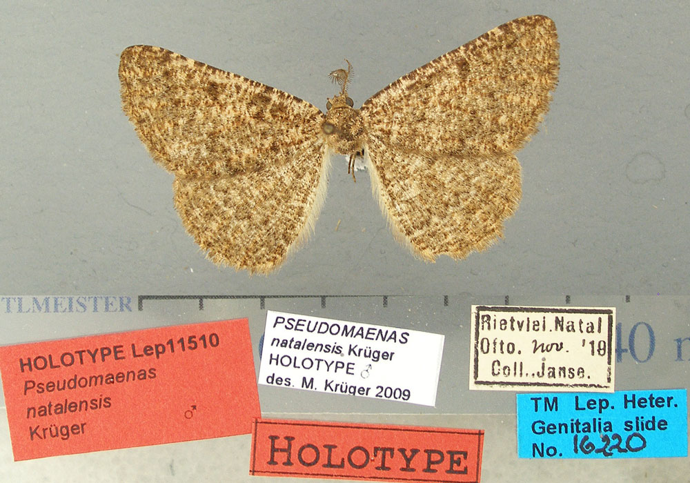 /filer/webapps/moths/media/images/N/natalensis_Pseudomaenas_HT_TMSA.jpg