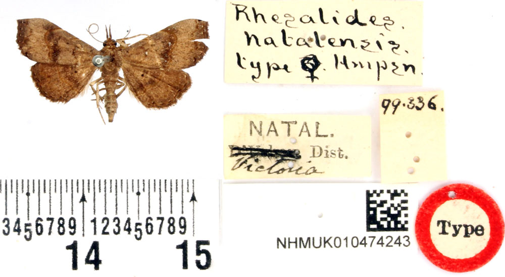 /filer/webapps/moths/media/images/N/natalensis_Rhesalides_STF_BMNH.jpg