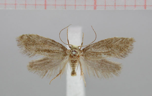 /filer/webapps/moths/media/images/N/natalensis_Scyrothis_HT_TMSA.jpg