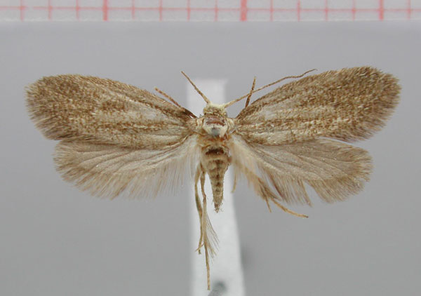 /filer/webapps/moths/media/images/N/natalensis_Scyrothis_PT_ZMHB.jpg