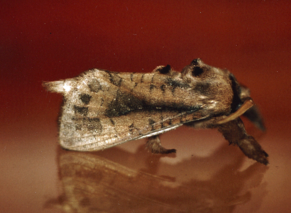 /filer/webapps/moths/media/images/N/natalica_Kroonia_A_Roland_05.jpg