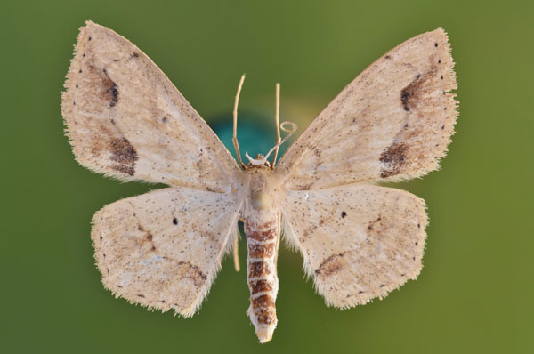 /filer/webapps/moths/media/images/N/natalica_Scopula_AF_Butler.jpg