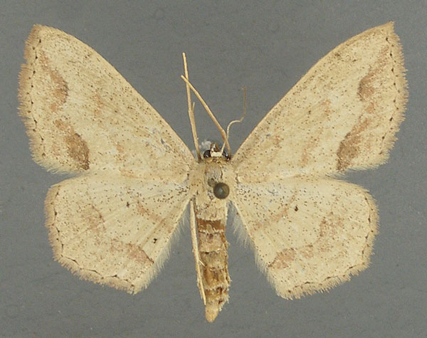 /filer/webapps/moths/media/images/N/natalica_Scopula_AF_TMSA.jpg