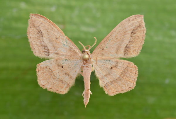 /filer/webapps/moths/media/images/N/natalica_Scopula_A_Butler.jpg