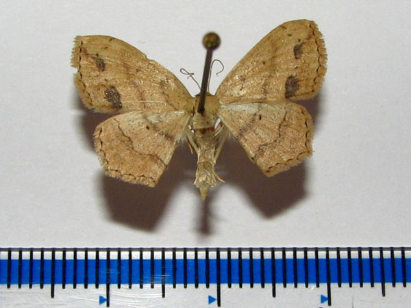 /filer/webapps/moths/media/images/N/natalica_Scopula_A_Goff.jpg