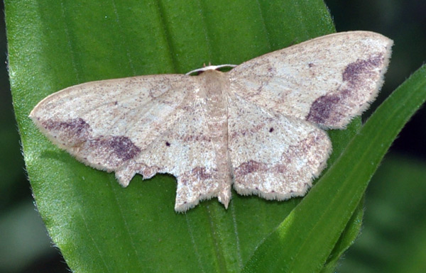 /filer/webapps/moths/media/images/N/natalica_Scopula_A_Simon.jpg