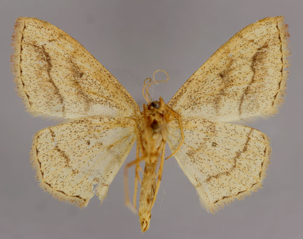 /filer/webapps/moths/media/images/N/natalica_Scopula_A_ZSM_02.jpg