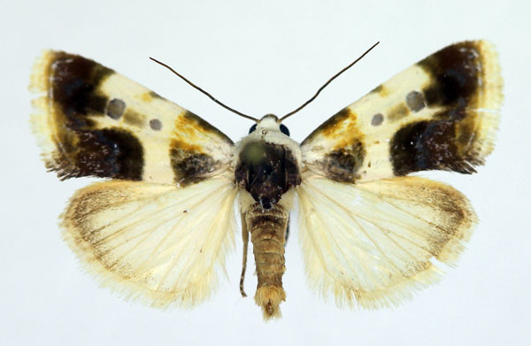 /filer/webapps/moths/media/images/N/natalis_Acontia_AM_Aulombard_01.jpg