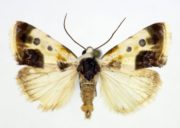 /filer/webapps/moths/media/images/N/natalis_Acontia_AM_Aulombard_02.jpg