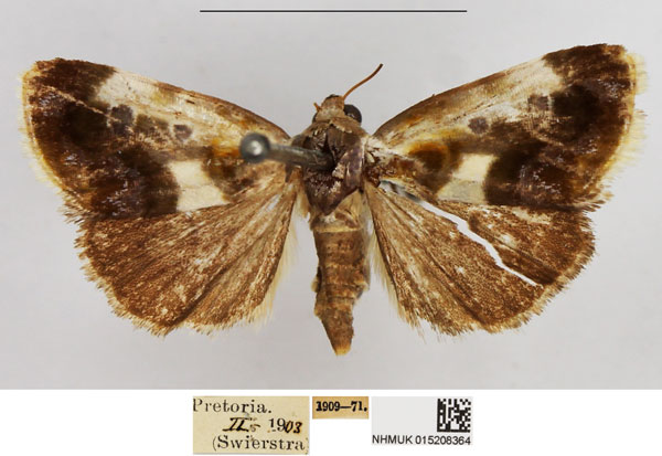 /filer/webapps/moths/media/images/N/natalis_Emmelia_AF_NHMUK.jpg