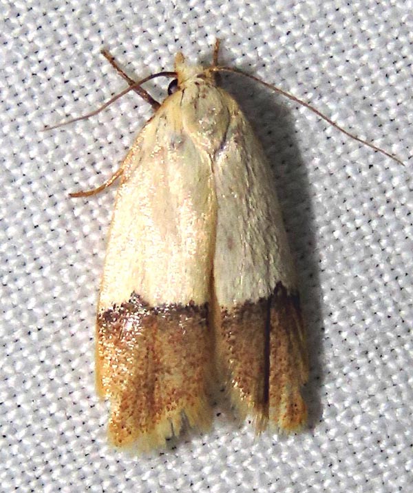 /filer/webapps/moths/media/images/N/natalis_Odites_A_Braun_03.jpg